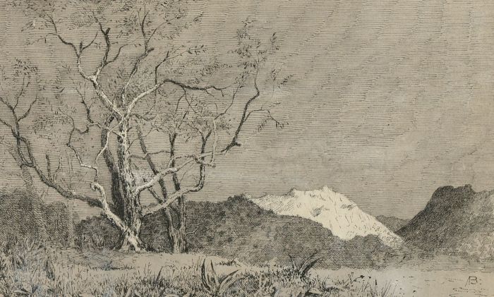 Alexander Blackwood - Late 19th Century Pen and Ink Drawing, Olive Tree