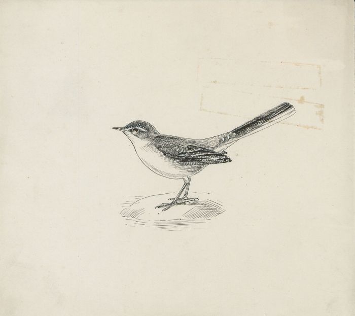 Mid 20th Century Pen and Ink Drawing - Bird