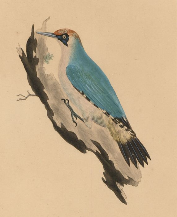Set of Two 19th Century Etchings - Woodpecker and Hawk