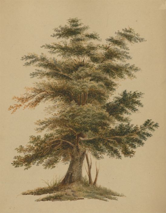 Set of Two 19th Century Watercolour - Studies of Trees