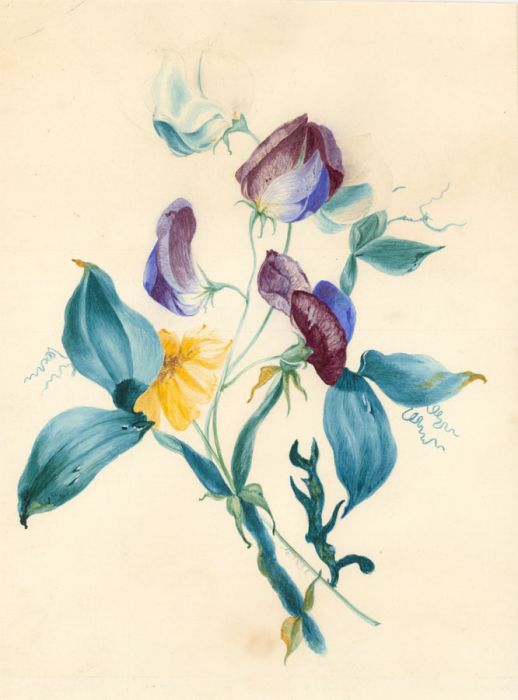 19th Century Watercolour - Floral Study