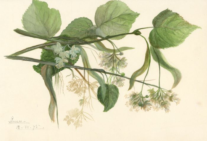 Bertha Gibbons - 1875 Watercolour, Floral Studies