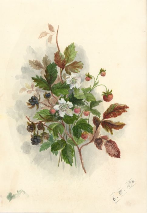 Bertha Gibbons - 1874 Watercolour, Fruit Study