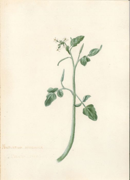 19th Century Watercolour - Nasturtium Officinale, Water Cress