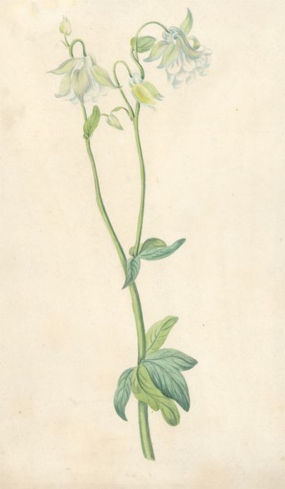 19th Century Watercolour - Sweet Pea