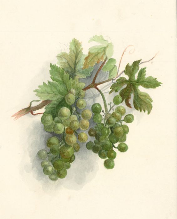 Bertha Gibbons - 1873 Watercolour, Grape Vine Study