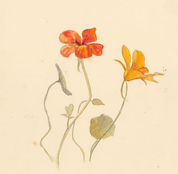 Jean Dryden Alexander (1911-1994) - Set of Five Watercolours, Floral Studies