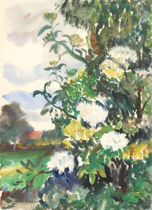 Jean Dryden Alexander (1911-1994) - Signed 1988 Gouache, Elderflower Flower Bush