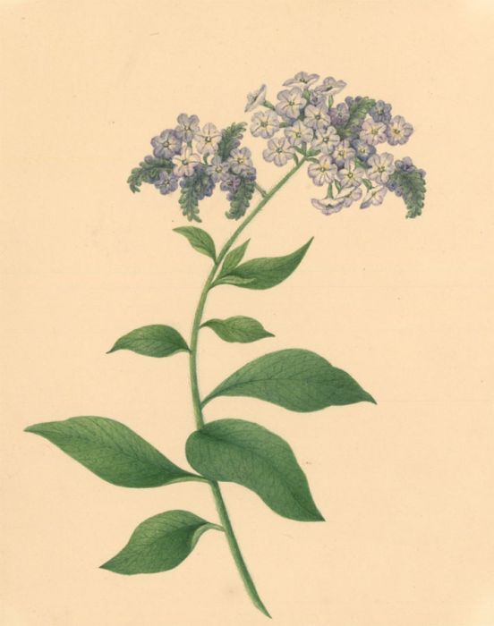 Very Fine Mid 19th Century Watercolour - Botanical Study 