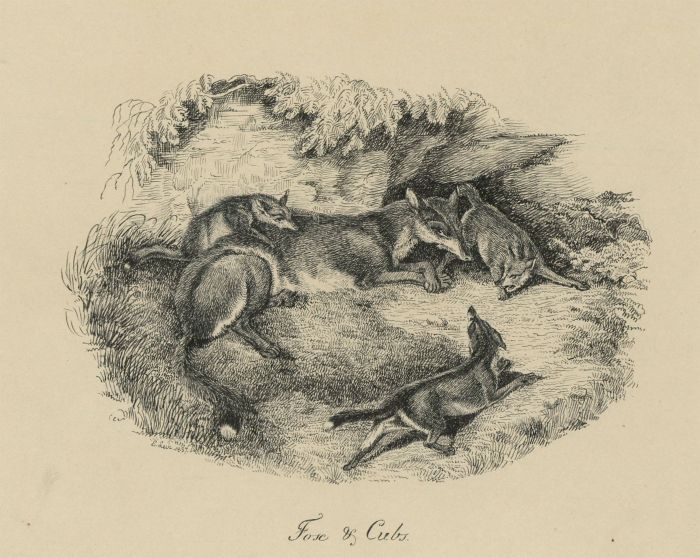 Fine Early 20th Century Pen and Ink Drawing - Fox and Cubs