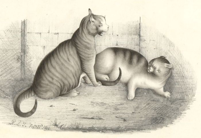 R. L. T - Fine 1844 Graphite Drawing, Study of Cats