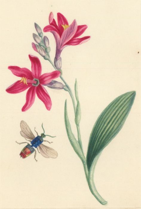 Fine Mid 19th Century Botanical Watercolour - Pink Flowers with Insect