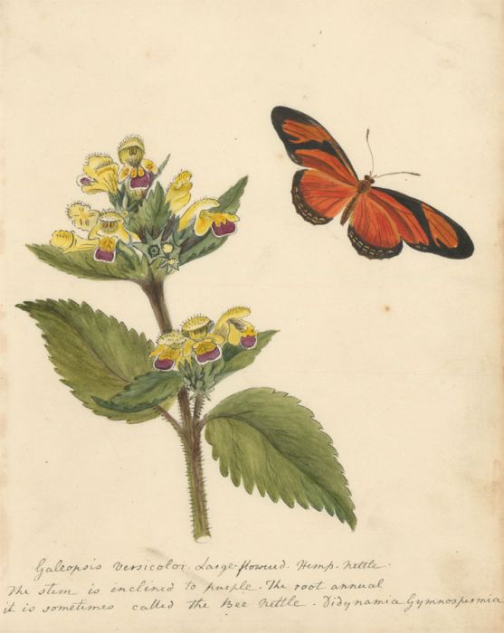 19th Century Botanical Watercolour - The Bee Nettle and Orange Butterfly
