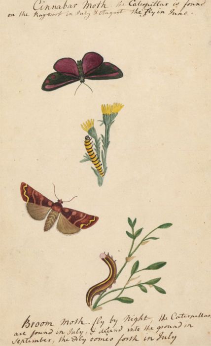 Fine Mid 19th Century Botanical Watercolour - The Cinnabar and Broom Moths