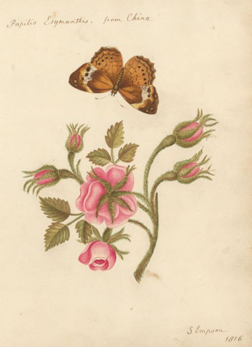 S. Empson - 1816 Botanical Watercolour, Cupha Erymanthis Butterfly