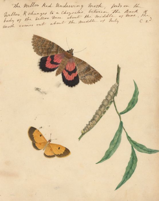 Fine 19th Century Botanical Watercolour - The Willow Red Underwing Moth