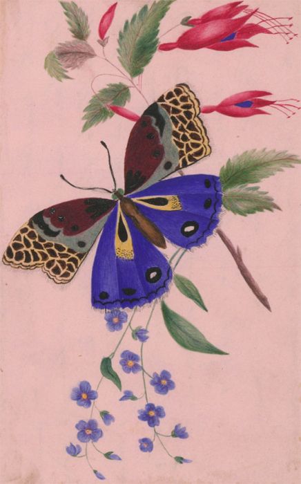 Fine 1830's Botanical Watercolour - Fuchsia and Colourful Butterfly