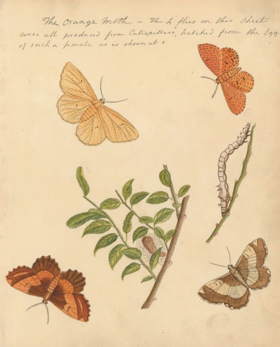 Fine Mid 19th Century Botanical Watercolour - The Orange Moth