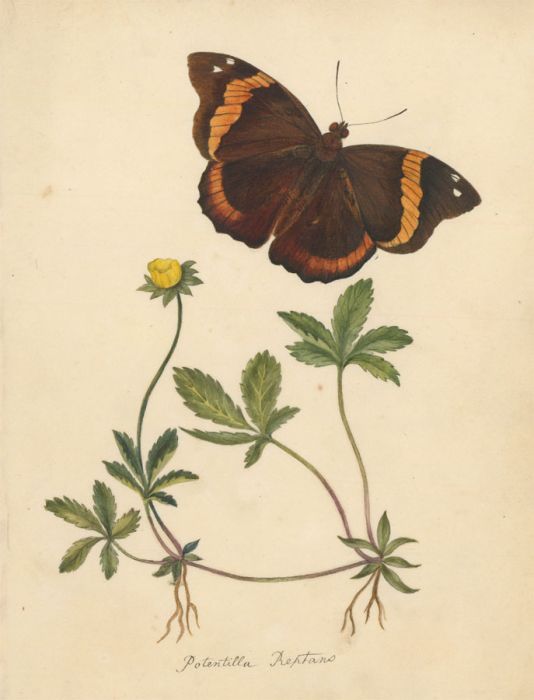 19th Century Botanical Watercolour - Creeping Cinquefoil Flowers and Butterfly