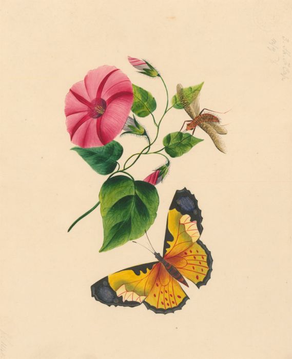 Fine 1840 Botanical Watercolour - Red Ipomoea Flower with Yellow Butterfly