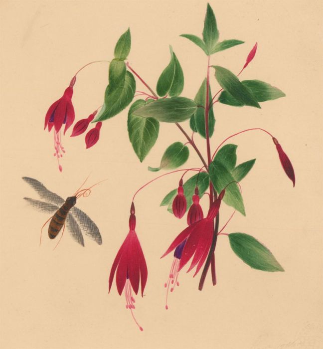 Fine 19th Century Botanical Watercolour - Fuchsia Flowers and Moth