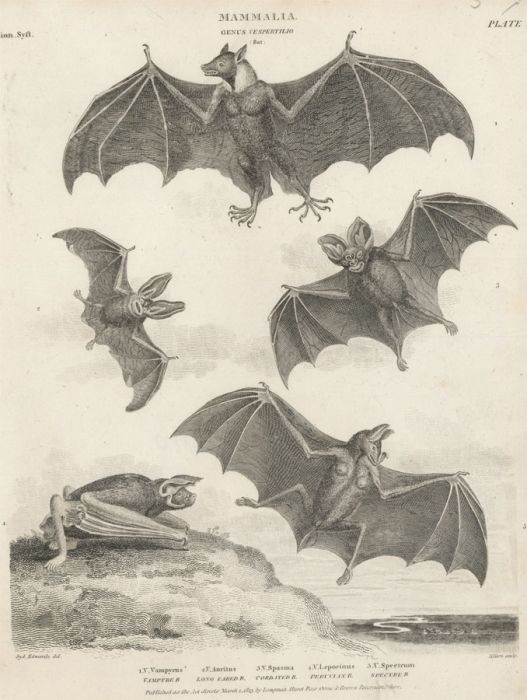 Milton after Sydenham Edwards  - 19th Century Engraving, Studies of Bats