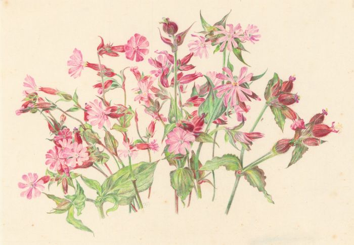 Mid 20th Century Coloured Pencil - Botanical Still Life
