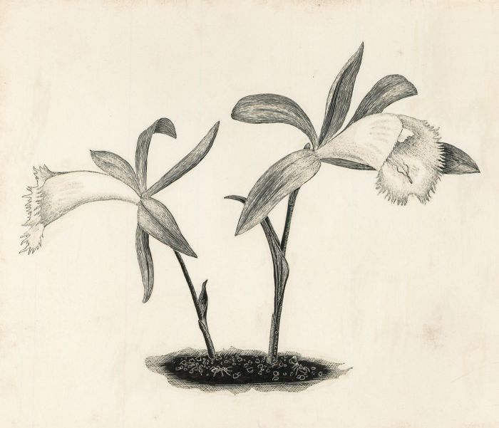 Glyn Morgan (1926-2015) - Signed 1956 Scratchboard, Pleione Pricei, Orchid