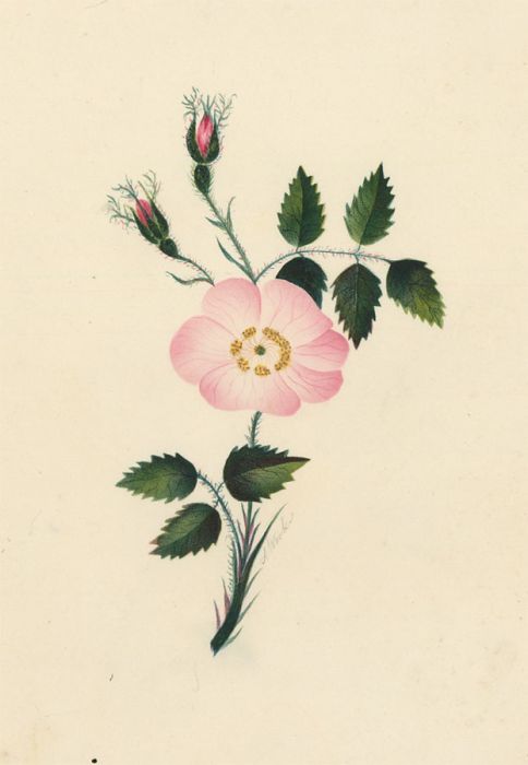 19th Century Watercolour - Page From a Victorian Scrapbook, Floral Study