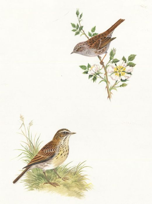 Frances Fry - Contemporary Watercolour, Studies of Birds