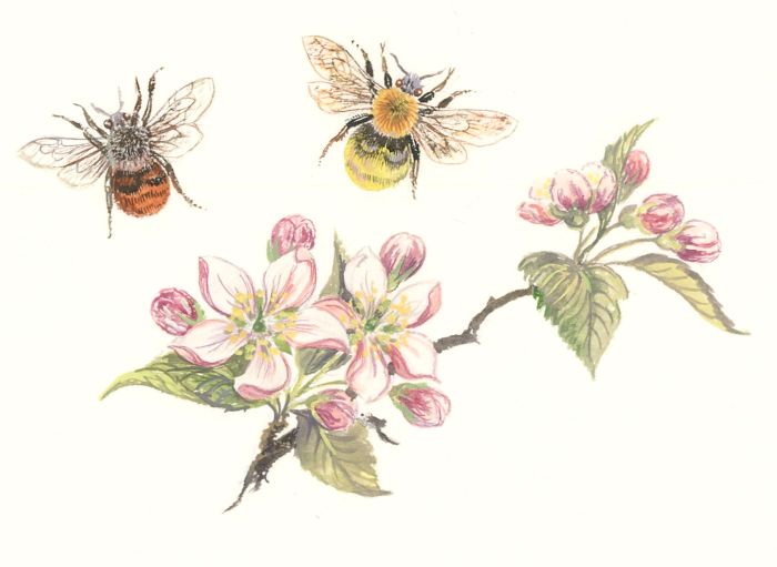 Frances Fry - Contemporary Watercolour, Study of Bees and Flowers