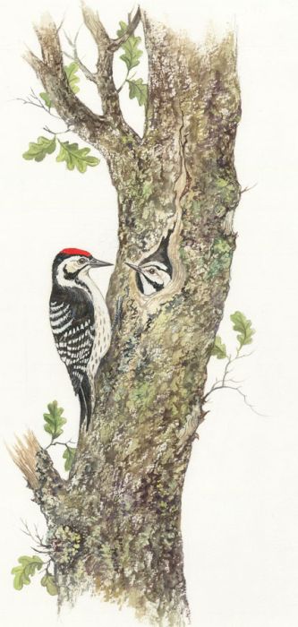Frances Fry - Contemporary Watercolour, Woodpeckers