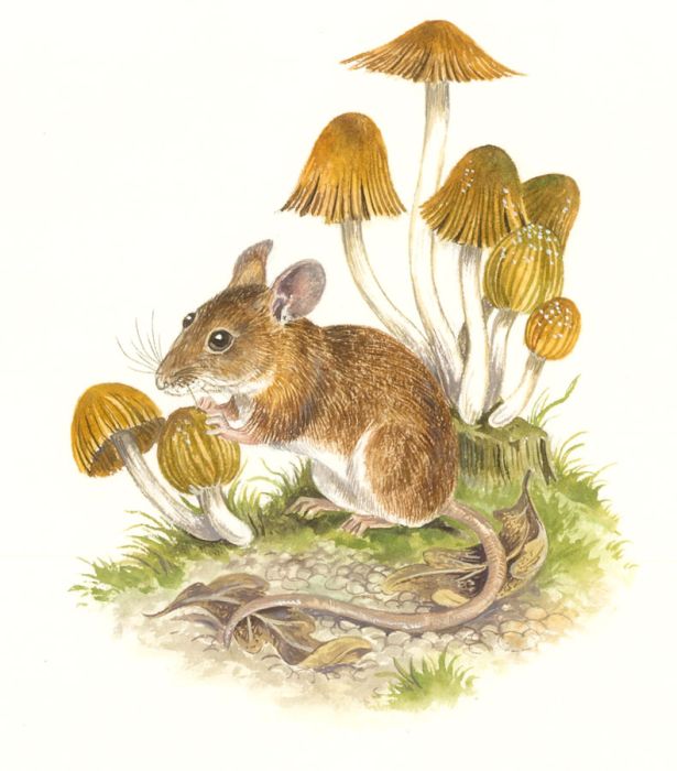 Frances Fry - Contemporary Watercolour, Field Mouse and Coprinus Micaceus Funghi