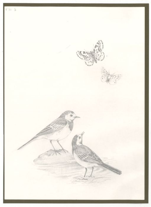 Frances Fry - Contemporary Graphite Drawing, Birds and Butterflies