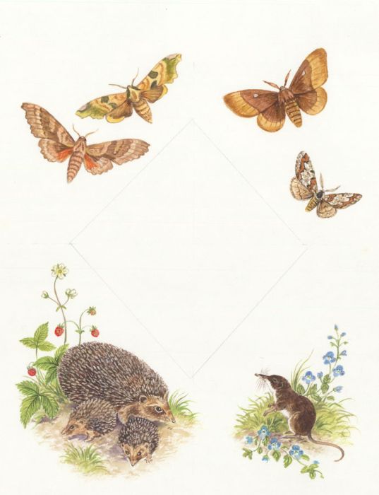 Frances Fry - Contemporary Watercolour, Studies of Butterflies and Rodents