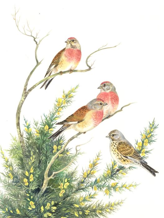 Frances Fry - Contemporary Watercolour, Birds Perched on Gorse Plant