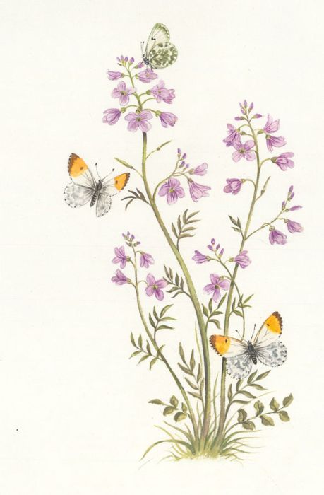 Frances Fry - Contemporary Watercolour, Floral Study with Butterflies