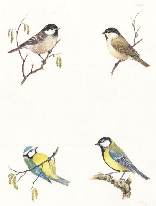 Frances Fry - Contemporary Watercolour, Studies of Birds