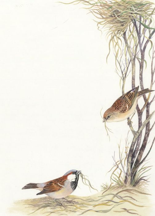 Frances Fry - Contemporary Watercolour, Birds Building a Nest