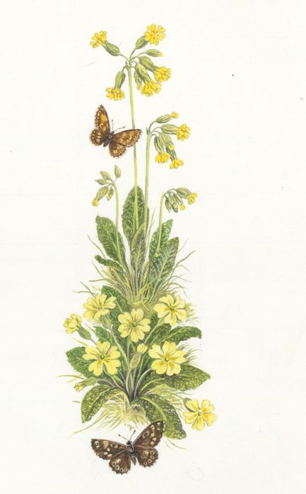 Frances Fry - Contemporary Watercolour, Primrose and Butterflies