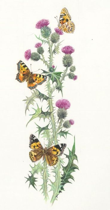 Frances Fry - Contemporary Watercolour, Flowering Thistle with Butterflies