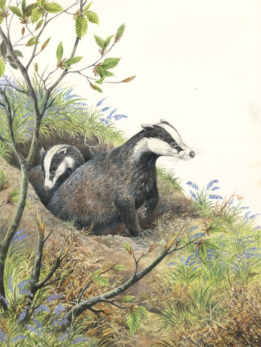 Frances Fry - Contemporary Watercolour, pair of Badgers