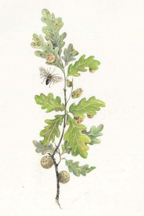 Frances Fry - Contemporary Watercolour, Oak Branch with Acorns and Bee