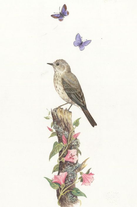 Frances Fry - Contemporary Watercolour, Study of Bird and Butterflies