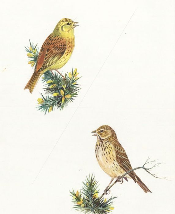 Frances Fry - Contemporary Watercolour, Two Studies of Birds