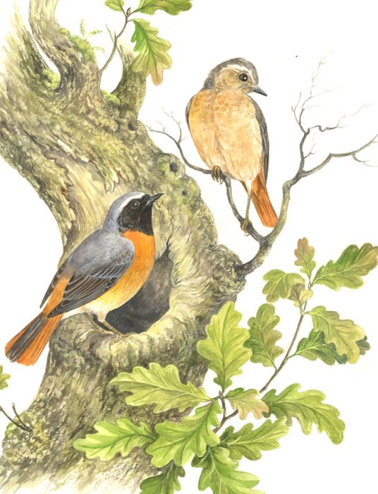 Frances Fry - Contemporary Watercolour, Birds on an Oak Tree