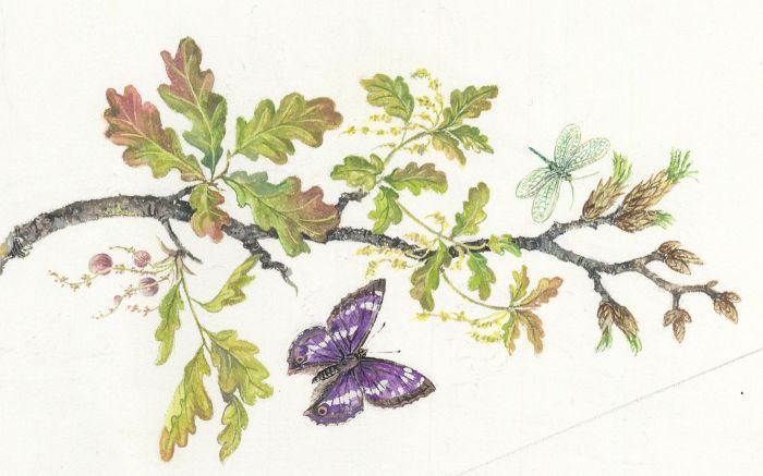 Frances Fry - Contemporary Watercolour, Butterflies and Oak Branch