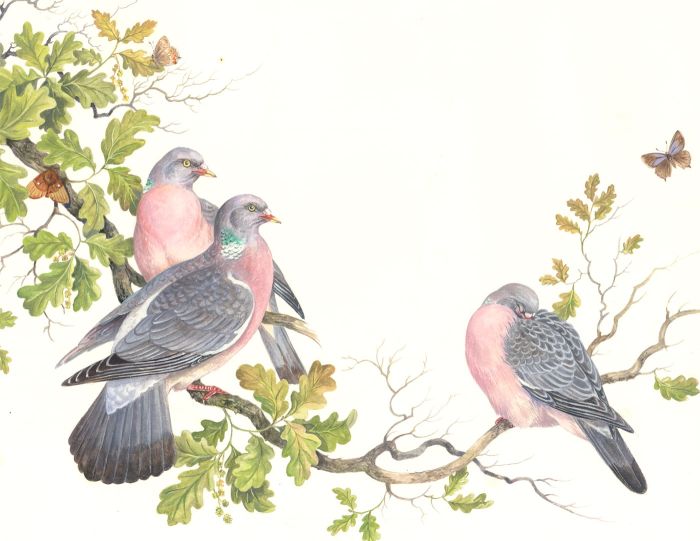 Frances Fry - Contemporary Watercolour, Pigeons on an Oak Tree Branch