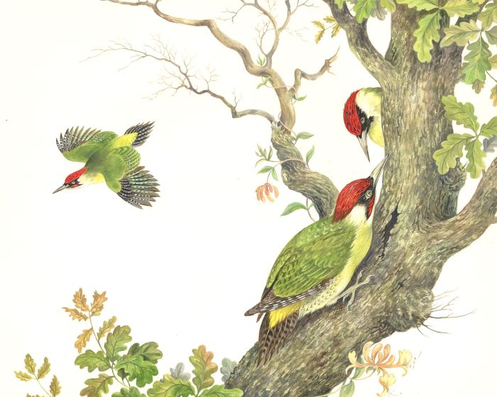 Frances Fry - Contemporary Watercolour, Woodpeckers on an Oak Tree