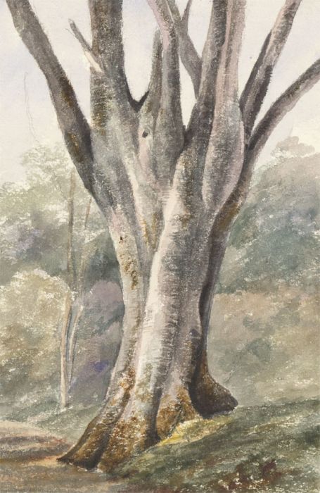 c.1860 Watercolour - Beech Tree, Hadspen